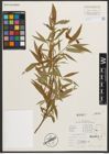 Foto von Salix nigra Marshall